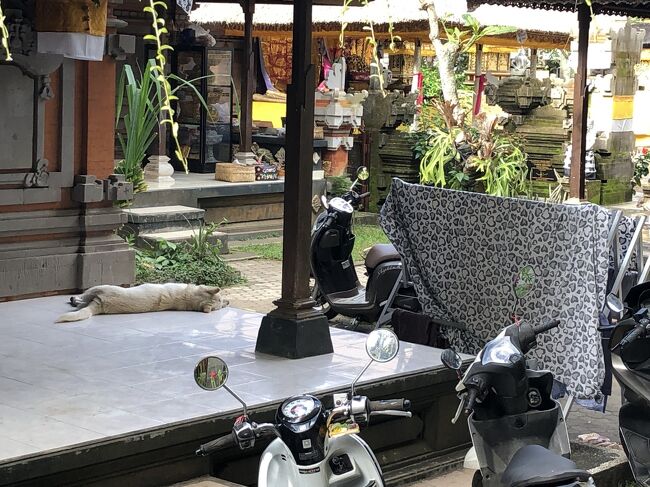 お家の中が見渡せます。奥でガルンガンに向けて、飾りつけしているのが見えました。<br /><br />犬が昼寝してます。