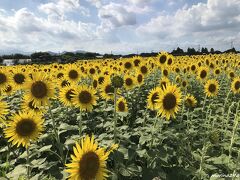 座間　ひまわりまつり会場

背丈が低い品種になったのは、ひまわりの写真を撮りやすくするためでしょうか？