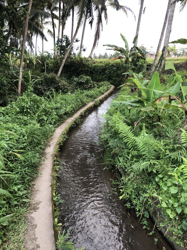 この細いのが道です。<br /><br />もしグーグルマップがなかったら迷ってました。