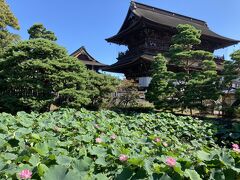 おまけ
11日の善光寺の様子
蓮の花がいい感じです。
朝行くことをおすすめします。
仲見世はやってないかもしれませんが、まだ暑さを凌げます。