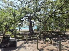 天女伝説で有名な「羽衣の松」
これは三代目の松で樹齢300年以上。確かに凄い！
周辺の松は皆陸側に傾いているが、この松だけは逆方向。
神様を向かえているらしいです。
