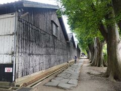 山居倉庫の欅並木（１）