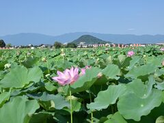 　　　　　　　畝傍山と名残りハスの花