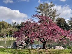 ７月２８日

桜の時期なので日本庭園へ。この冬はけっこう寒かったので桜も遅め。