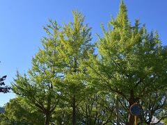 駅前の中央通りに植えられたイチョウの樹
