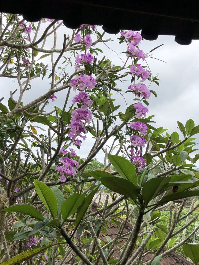 スタジオは２階なので、庭のお花が見えます。<br /><br />生徒は１５人だけでした。アットホームでよかったです。<br />初心者クラスだから難しいポーズもなく、気楽にやれました。