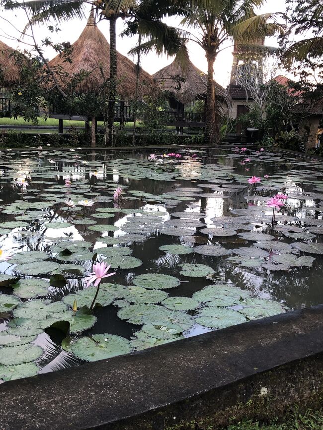 カルサカフェの蓮池。