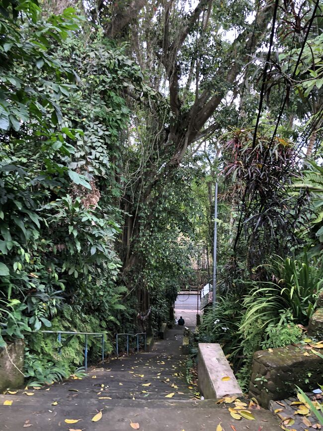 グラブバイクが便利だとわかったので、じゃんじゃん使うことにします。<br />３時半からのヨガクラスに向かいます。<br /><br />Penestanan Stairs  ペネスタナンの大階段<br />この階段の下までグラブバイクで送ってもらいました。<br /><br />バイクの運転手さん「ここで降りるの？」って顔してました。