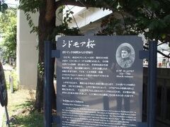 元町・中華街駅の出口のすぐ近く、堀川沿いにあるシドモア桜。日米親善に寄与したシドモア女史にちなんだ桜で、ワシントンから寄贈され、日本に里帰りした桜の木だそうです。