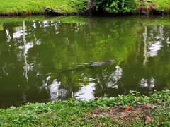 朝、ホテルの近くのルンピニ公園を散策。
噂の水トカゲがワニ状態で泳いでます。