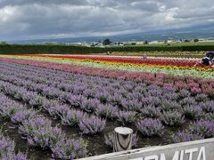 お腹いっぱいになったところで、次の目的地ファーム富田へ。
5月に来た時はまだまだな感じだったので、是非ピークに来たいと思っていました。