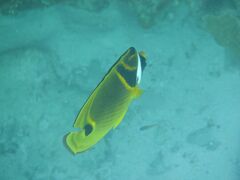 宿で涼んで元気になったので、夕方から仲本海岸へシュノーケリングに行きます。

・チョウハン