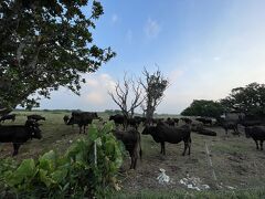 朝はウシちゃんがいっぱい溜まっているところがある。
流石、ウシの島。