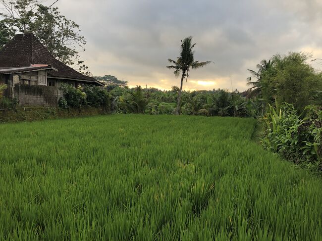 朝６時に起きて、グーグルマップで見つけた Rice Fields Walk という散歩道へ行ってみることにします。<br />この道は「人やバイクも少なく静かでよい」とレビューに書いてあります。<br /><br />グラブバイクでペネスタナンの階段まで行こうとしますが……ドライバーさんが近くにいないというメッセージがでました。<br />ガルンガンの日なので、仕事をしない人が多いのかもしれません。<br />グーグルマップに従って、歩いていくことにします。<br /><br />ぺネスタナンの中を散歩道に向かっていく途中で、これは昨日のバードウォッチングで通った道だと気づきました。<br />バードウォッチングの最中は、鳥を探していて、あまり風景が見られなかったので今日はゆっくり歩きます。<br /><br />