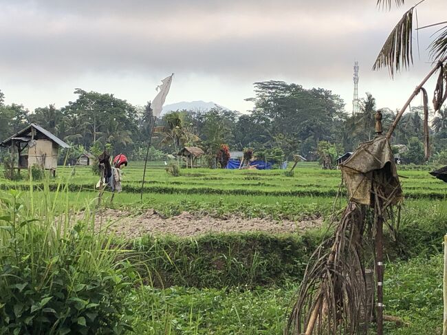 田んぼの向こうに山が見えます。