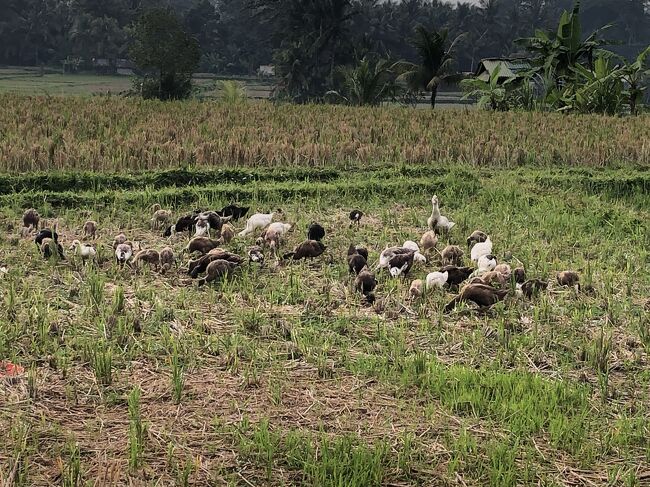 合鴨農法でしょうか。
