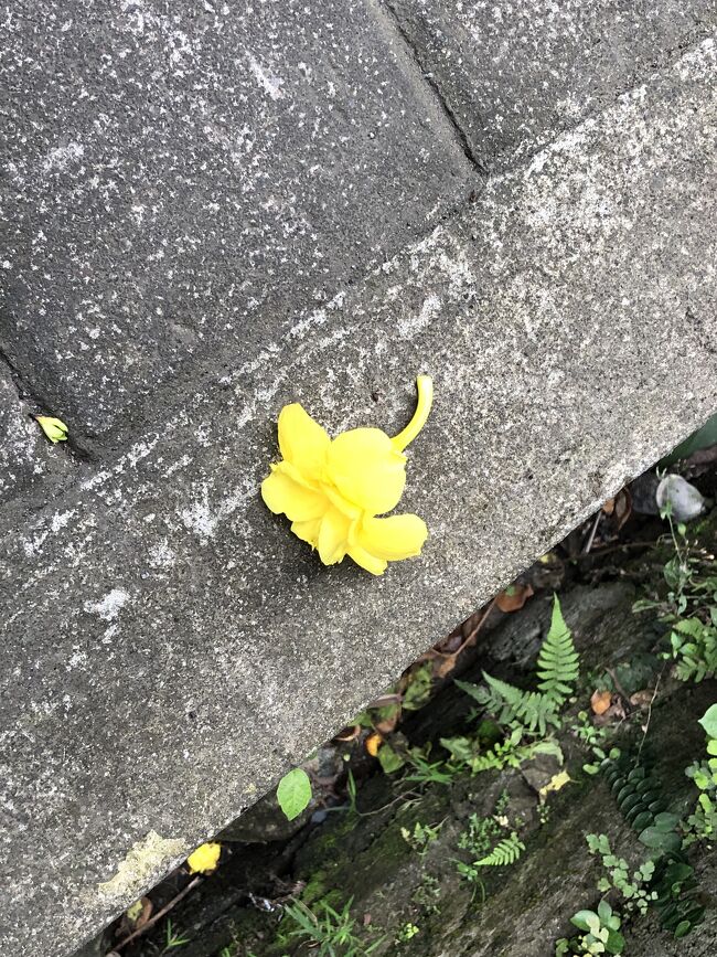 道に落ちていた黄色い花、日本では見たことのない南国の花です。