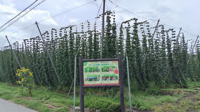 遠野では、ビールの材料になるホップも作っているそうです。