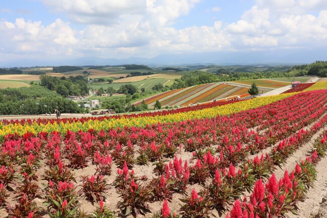 丘の花畑は虹色のカーペット 四季彩の丘 美瑛町』美瑛（びえい