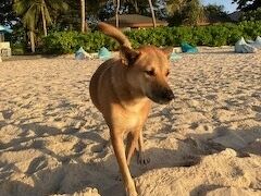 今日もワンコ達があいさつに来てくれました。