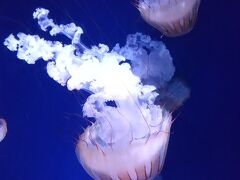 しかし、あまりにも暑すぎるので新江ノ島水族館に避難です。
クラゲの展示を見てきました！平日だけど子ども連れで一杯だ！