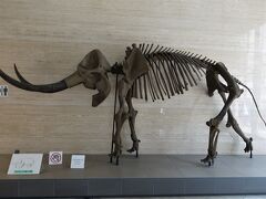 アケボノゾウ
博物館1階エントランスには唯一の自然史資料と言える三重県内で発見されたアケボノゾウの全身骨格が展示されています。アケボノゾウは約250万年前から100万年前に生息していた古代の象で、ステゴドンと呼ばれる仲間の日本固有種と考えられています