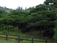 久米の五枝の松です。
樹齢はなんと２５０年余りと言われております。
枝が地面を這うような形で盆栽のような大きな松の木は見ごたえがありました。