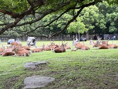 奈良公園では鹿がのんびりくつろいでました。
観光客が戻ってきて鹿せんべいを十分にもらえるせいか、満たされているようです。