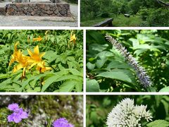 高山植物観察園