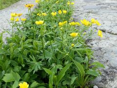 室堂平の凄いところは、ここが既にお花畑
遊歩道の脇に、無造作にシナノキンバイ（立派な高山植物）