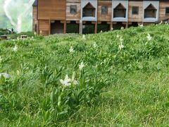 今宵の宿、室堂山荘の前にはコバイケイソウ