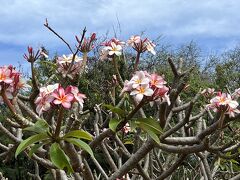 次の目的地は「ココクレーター植物園」。
ハワイで植物園は一度行ってみたかった！折角の貸切ツアーなのでしっかりリクエストしていました。
生憎3月はまだプルメリアなどのシーズンには早く、あんまり花は咲いていませんでした。