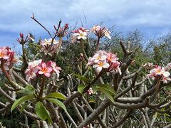 次の目的地は「ココクレーター植物園」。
ハワイで植物園は一度行ってみたかった！折角の貸切ツアーなのでしっかりリクエストしていました。
生憎3月はまだプルメリアなどのシーズンには早く、あんまり花は咲いていませんでした。