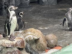 円山動物園 総合水鳥舎