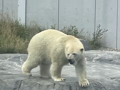 そして、お目当てのホッキョクグマ！