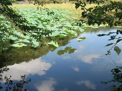 空が映っている
蓮の池は桜に囲まれて素敵です