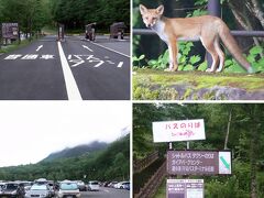 早朝のバスに乗るため6時前にあかんだな駐車場へ。キツネがお出迎えしてくれました。登山者や上高地での宿泊者がたくさんいるのか駐車場はほぼ満車です。バスターミナルへと階段を下っていきます。