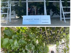 ５軒目はロリアンワイン白百合醸造です

入口に葡萄棚があってオシャレです
本物のブドウですよ！