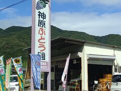 栃木市は、葡萄も有名です。