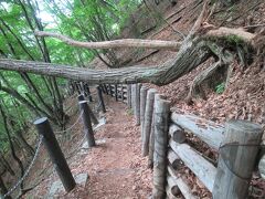 横谷観音近くの遊歩道の様子。
大きな木が遊歩道を塞いでいました。