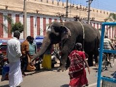 続いてヴィシュヌ神のお寺・ランガナースワーミ寺院へ。

ゾウさんがお出迎えしてくれました。
お金を払えばゾウさんの鼻で頭をポンポンしてくれるそうです。