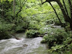 1時間ほど山道を走って奥入瀬渓流に到着。
道路沿いにあった無料の駐車スペースが空いていてすんなり駐車できました。お盆だし人が多いかと思ったけどまだ早いからか空いてました。

初めから雨なら奥入瀬は諦めようと思っていましたが小雨なので歩いてみることに。
小雨だったので水もそれほど濁っておらず、しかも涼しいし人も少ないし意外と快適。