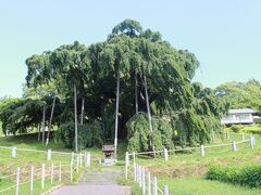 せっかく三春町に来たので、少し足を延ばしてみました。
葉桜ですが樹木そのものの存在感は味わえます。