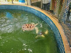 ホテルの中にウミガメの施設があってカメさんの見学が出来るよ。餌のレタスを食べてた。ここのホテルの宿泊料金にカメへの寄付が含まれてるよ。