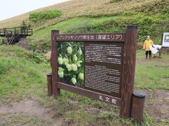 レブンアツモリソウ群生地