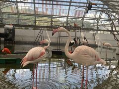 新幹線で掛川駅まで行った後はレンタカーにて掛川花鳥園へ