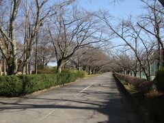 チェックアウトをしてホテルから車で１０分ちょっとの所にある粟津公園というところにやってきました。工業団地と住宅街の境にある公園で結構な大きさの公園でした。スポーツ広場や児童遊園があったりと休日ならばにぎわいそうな公園ですが、月曜日の早朝なので誰もいませんね。
この通路は桜の時期には綺麗なトンネルになりそうです。