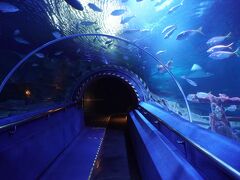 KLコンベンション・センター地下のKLCC水族館に行く。
ホテルからKLコンベンションセンターまでは歩いて6分くらい。KLコンベンション・センターはペトロナス・ツイン・タワーまでの地下通路とショッピングモールのパビリオンまでの空中歩道の両方があるので、滞在中何回も利用した。
KLCC水族館は動く歩道に乗って見学する水中トンネルが目玉。料金はマレーシア国民と外国人で異なる。窓口よりKlookのオンライン予約の方が安かったので購入。1,896円。