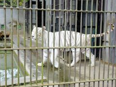 レンタカーを借りて宇都宮動物園に行きました。
ホワイトタイガーが迎えてくれました。