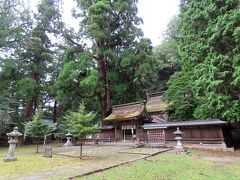 奥に本殿があり、神門の左には樹齢約500年、30mという高さの千年杉が立つ。これは凄い。